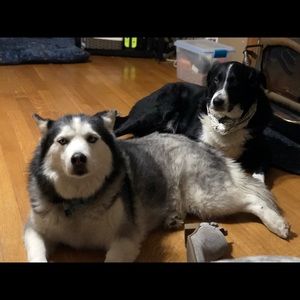 Meet your Posher, Darcie